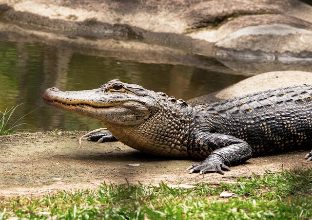 Katchically Crocodile Pool